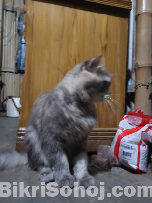 Parsian cat (  NOR )